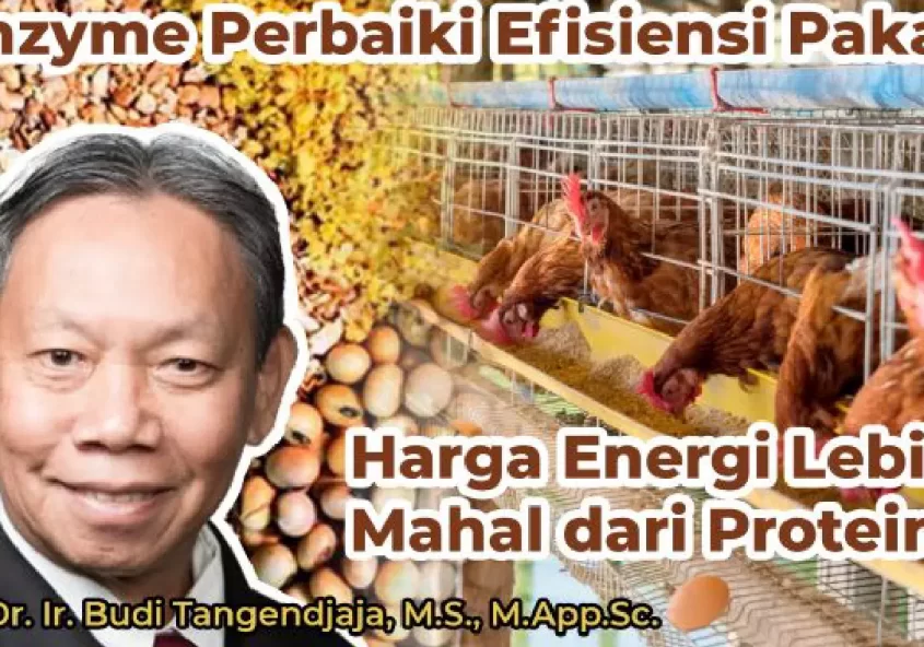 budi tangendjaja webinar