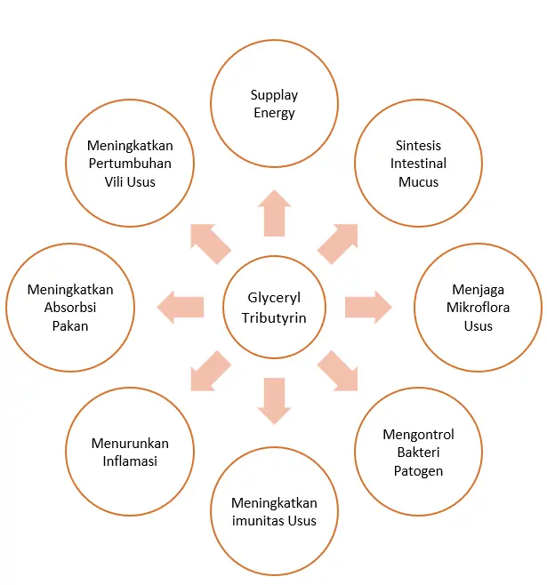 Fungsi Glyceril Tributyrin mengoptimalkan kesehatan sistem pencernaan