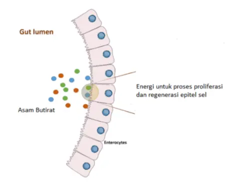 Tributyrin mensupplay energi